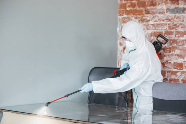 Best Basement Mold Removal  in Shenandoah, LA